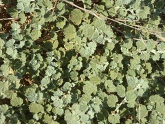 Malvella leprosa