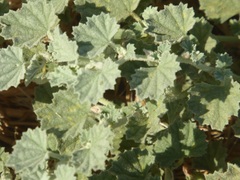 Malvella leprosa