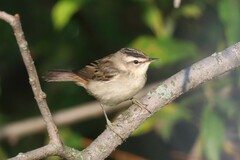 Acrocephalus schoenobaenus