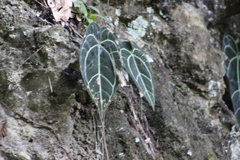 Anthurium crystallinum