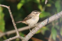 Acrocephalus schoenobaenus