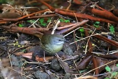 Sericornis frontalis