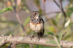 Luscinia svecica