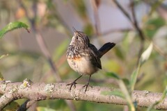 Luscinia svecica