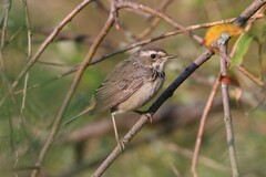 Luscinia svecica