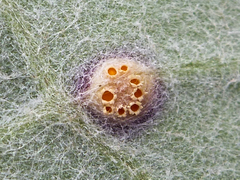 Puccinia poarum