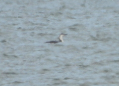Gavia stellata