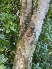 Magnolia obovata
