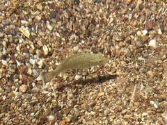 Micropterus dolomieu