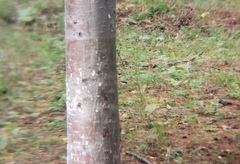 Motacilla cinerea