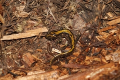 Ambystoma macrodactylum