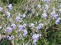Trichostema arizonicum