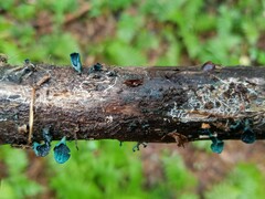 Chlorociboria