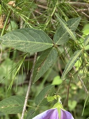 Centrosema virginianum