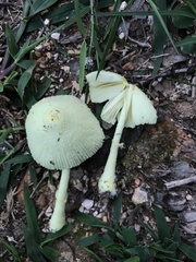 Leucocoprinus straminellus