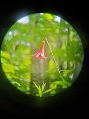 Lilium canadense