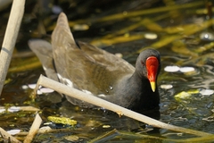 Gallinula chloropus