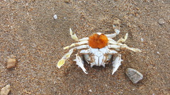 Matuta victor