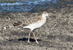 Calidris pugnax