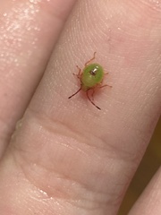 Acanthosoma haemorrhoidale