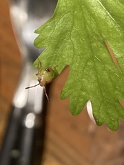 Acanthosoma haemorrhoidale