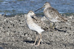Calidris pugnax