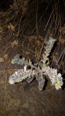 Echium