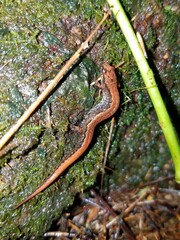 Desmognathus aeneus