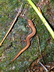 Desmognathus aeneus