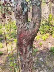 Vaccinium arboreum
