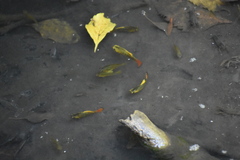 Xiphophorus variatus