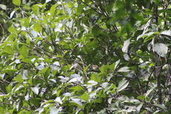 Myiodynastes maculatus