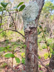 Vaccinium arboreum
