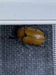 Pelidnota punctata