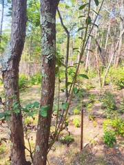 Vaccinium arboreum