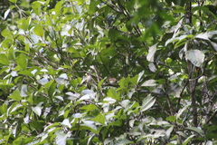 Myiodynastes maculatus