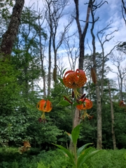Lilium superbum