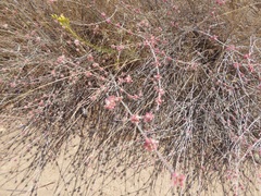 Eriogonum elongatum