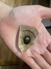Antheraea polyphemus