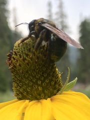 Xylocopa californica californica