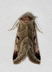 Plagiomimicus pityochromus