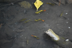 Xiphophorus variatus