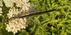 Platycnemis pennipes