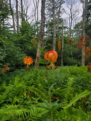 Lilium superbum