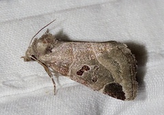 Plagiomimicus pityochromus