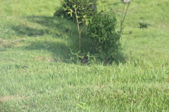Jacana jacana hypomelaena