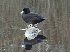 Aythya novaeseelandiae