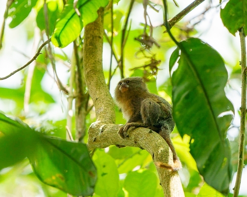 Eastern Pygmy Marmoset