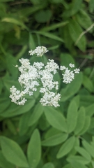 Torilis arvensis