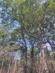 Vaccinium arboreum